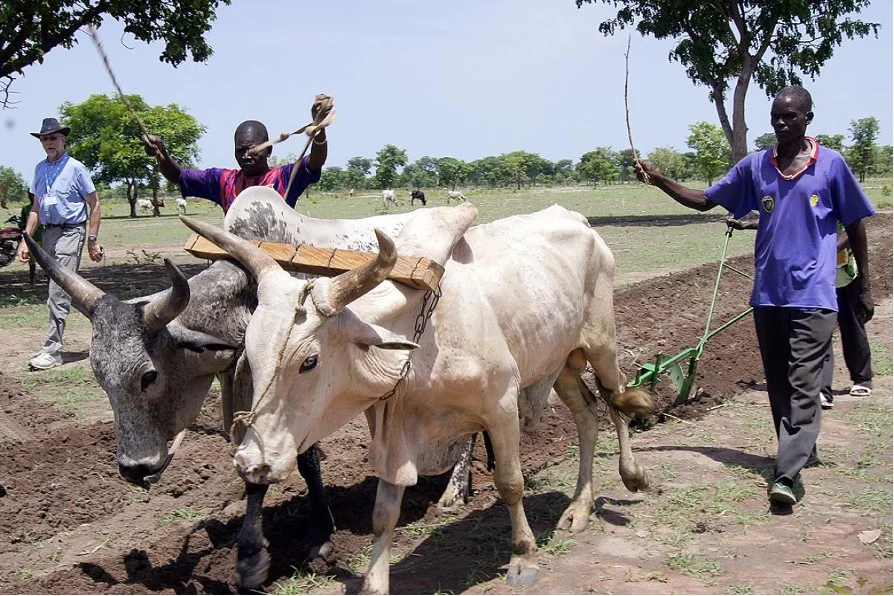Chad: Agricultural support for sustainability Animals - plows and vaccination campaigns