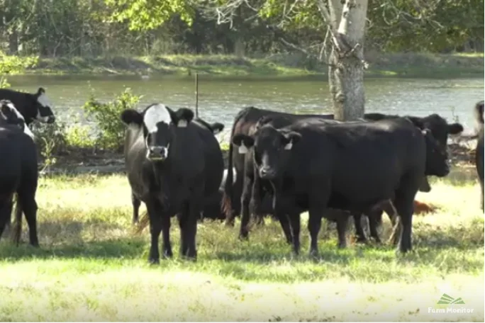 Sustainability Important to Georgia Beef Producers
