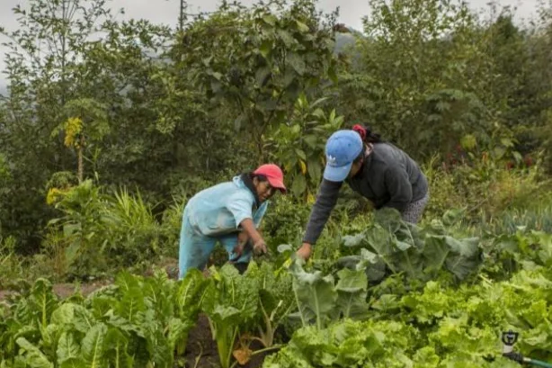 Sustainable Agriculture with Gender Inclusion and Participation | Ecuador