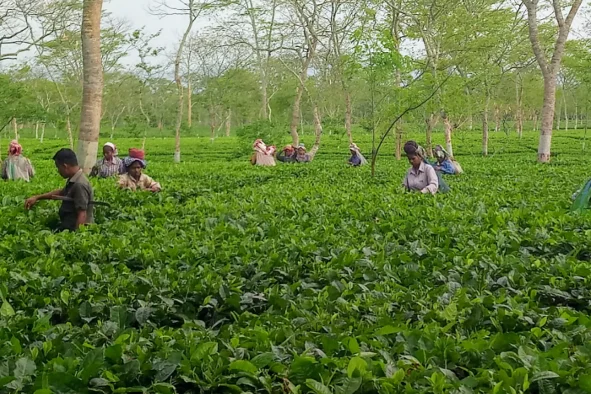 The extra mile for sustainable change in the tea industry